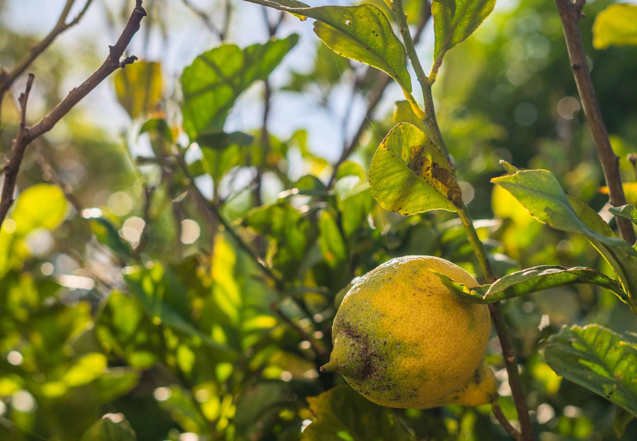 Apartment in Albufeira - Lemon House - 500m da Praia