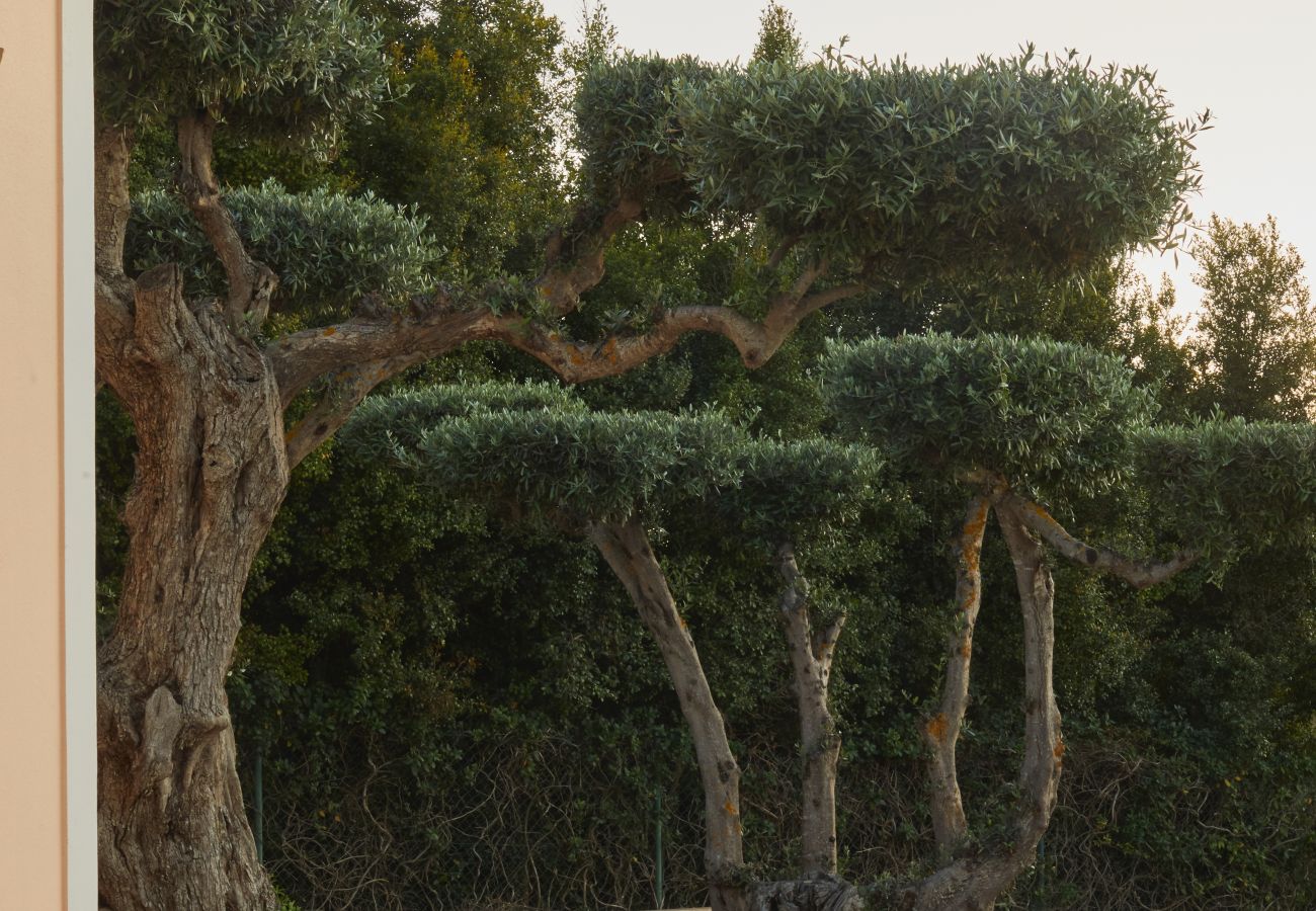 Villa in Sesmarias - Villa Monte das Oliveiras